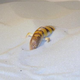 Image for article titled The Mysterious Lizards Who Swim In Sand